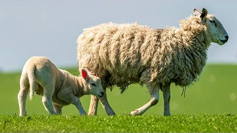 Top 10 Profitable Ways to Market Sheep Products | Smart Agri Hub