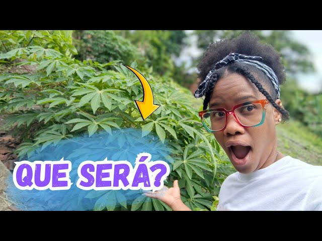 💜 NO SABÍA QUE TENÍAMOS ESTA SIEMBRA😱 NUEVO HOGAR PARA ELLA, CHISME DE BARRIO:PROBLEMAS DE OLLA