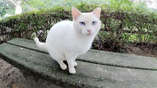 【猫の嫉妬】上機嫌でモフられる白猫、キジトラ猫が近づくと・・・