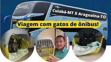 Pode levar Coelho no ônibus?