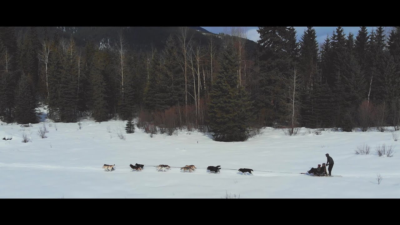 DOG SLEDDING CANADA YouTube