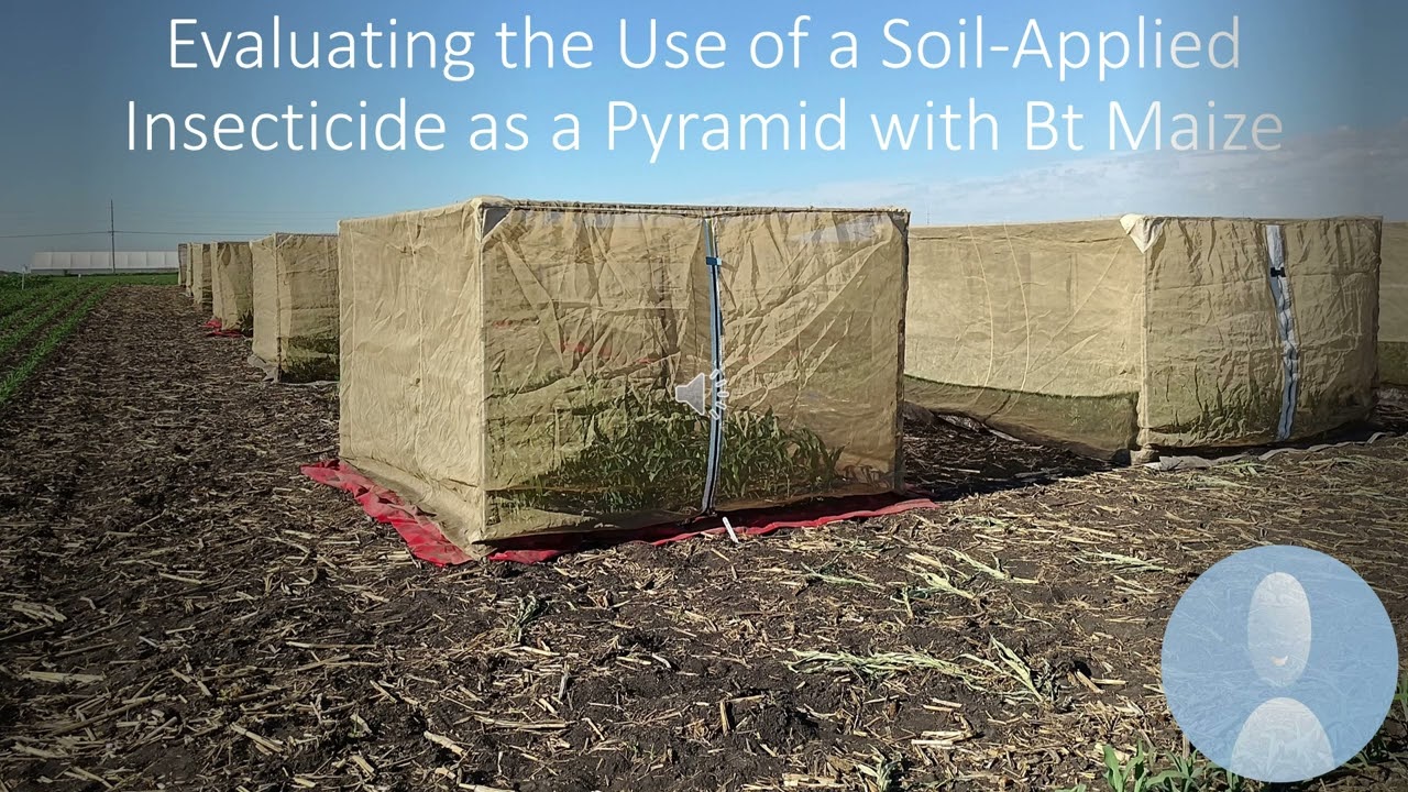 Effects of combining soil-applied insecticide and Bt corn for integrated pest management and resi