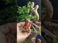 Nikmati Prosesnya, Sancang Meliuk, Best Five‼️#asmr #bonsai #bonsaitree #garden #bonsaitihon #plants