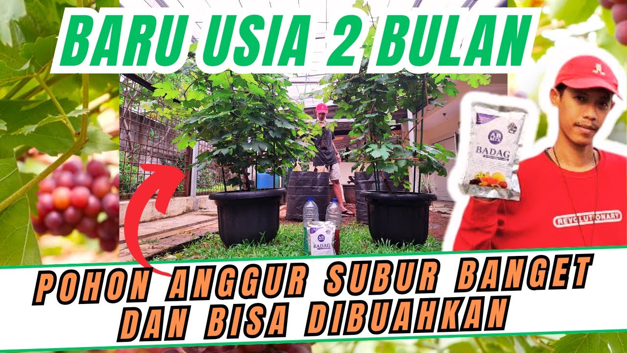 BEGINI AKIBATNYA‼️ BARU 2 BULAN POHON ANGGUR SUBUR BANGET MENGGUNAKAN PUPUK ABMIX SIAP DIBUAHKAN