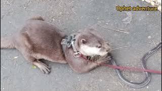 ular kepala putih di makan hidup2 oleh ophet #animals #rantaimakanan