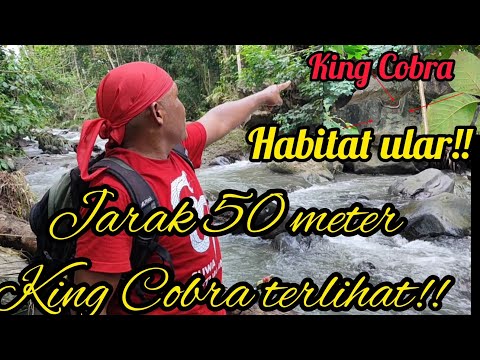 King Cobra Putih melingkari bukit karang Samudera!! Tempat Paling bahaya menangkap King Cobra!!