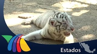 Nacen 4 ejemplares de tigres blancos | Noticias de Yucatán