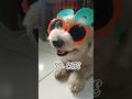 Chiko Bichon Frise #anjing #dog #short