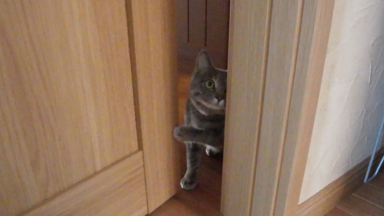 大好きなばーばから離れようとしない甘えん坊猫の1日