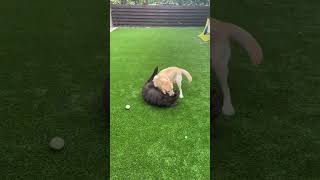 Labradors playing in grass! 💕| awesome battle