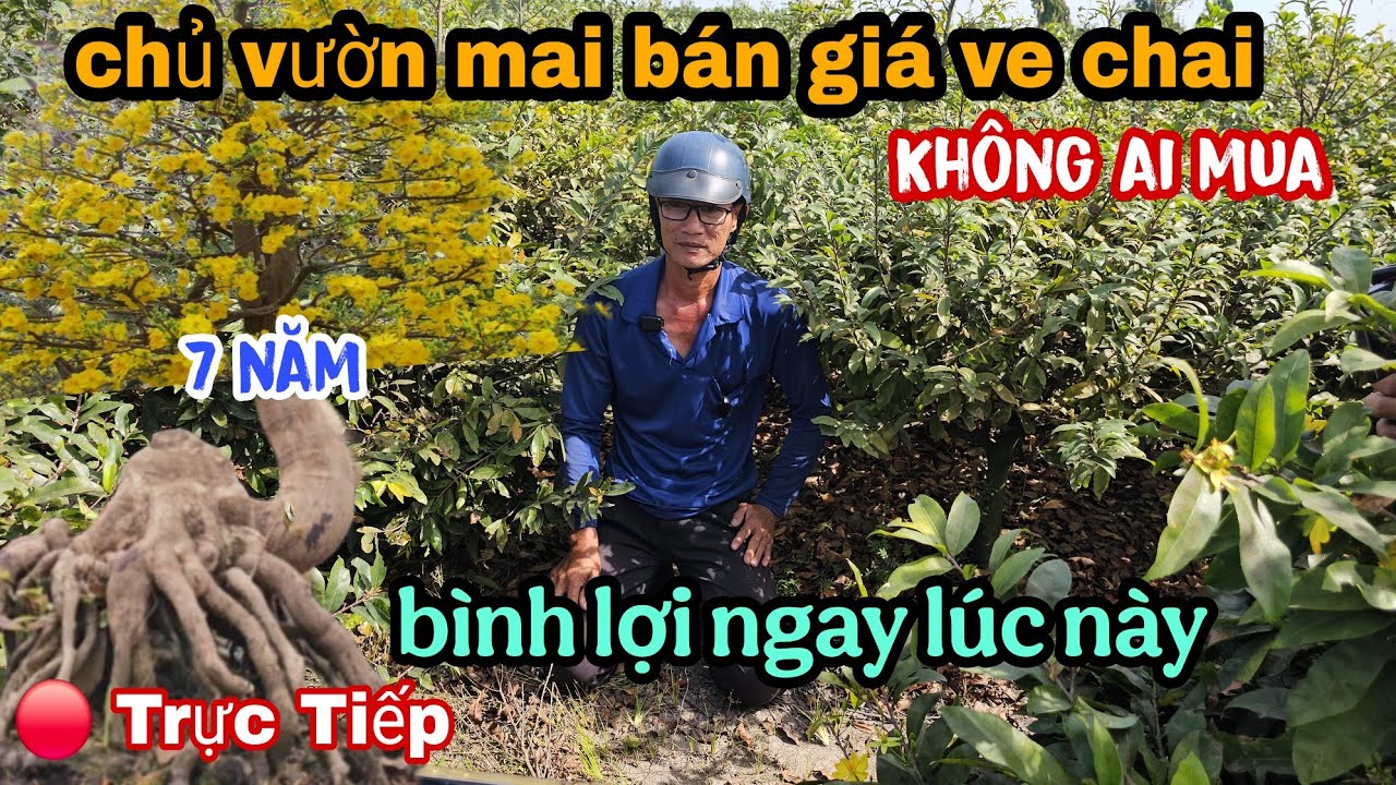 Trời Ơi Đầu Năm Mới Chủ Vườn Mai Bán Giá Rẻ Như Ve Chai Không Ai Mua Luôn Rồi 