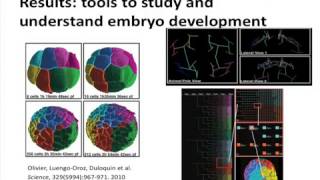 In Vivo imaging of zebrafish embryo development - Andres Santos