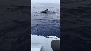Whale watching in Madeira 💚 #whalewhatching #madeira
