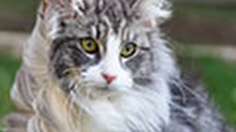 Watch the video about GoPro