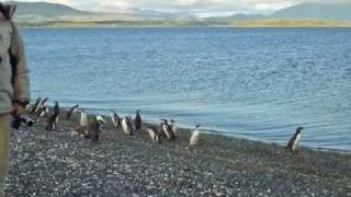 9.- LA MARCHA DE LOS PINGÜINOS MAGALLANICOS - The march of the magallánicos penguins