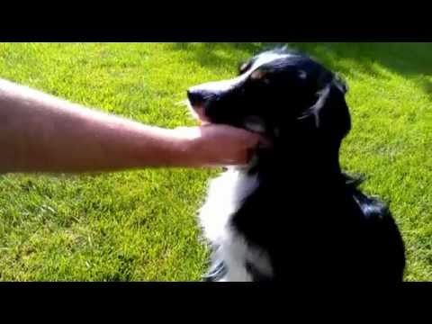 Vidéo: Dog Urine Killing Lawn : comment protéger l'herbe de l'urine de chien