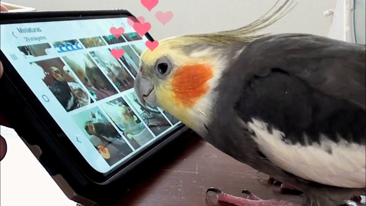 Timmisito loves water droplet stickers 😍 YouTube