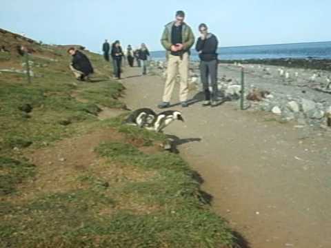 Pegate un salto pinguino