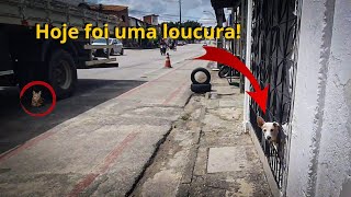 DAILY VLOG | Deus, vida real, pet, casa, hábitos, fazer o que tem que ser feito...