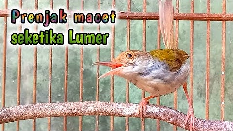 prenjak macet seketika lumer gacor kembali -- terapi prenjak lumut manjur.