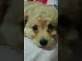 caniche mini