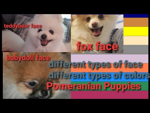 different pomeranian breeds