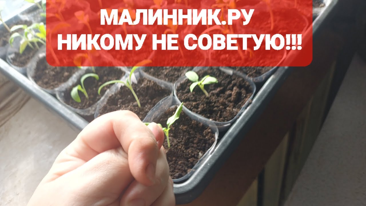 МАЛИННИК.РУ !! САМАЯ ОТВРАТИТЕЛЬНАЯ КОМПАНИЯ!!