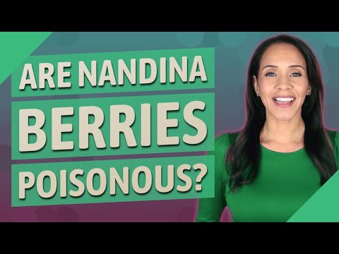 Video: Heavenly Bamboo Berries And Birds: Are Nandina Berries Poisonous