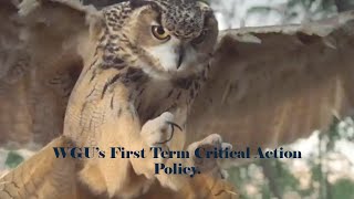 WGU's First Term Critical Action Policy