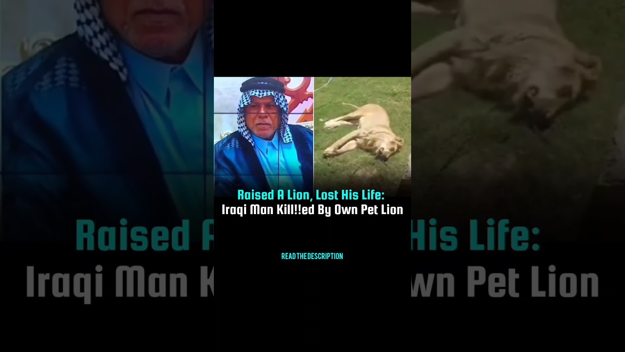 Raised A Lion, Lost His Life: Iraqi Man Kill!!ed By Own Pet Lion | 