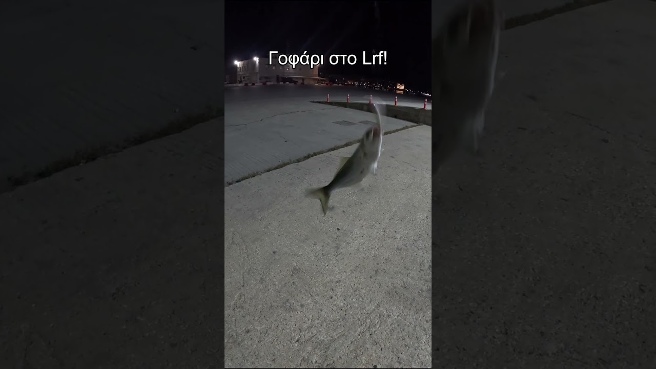Γοφάρι στο Lrf! #ψάρεμα #fishing #lrf