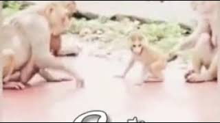 CUTE MONKEY FUNNY VIDEO , NAYANTHARA FUNNY VIDEO😁HELO APP TAMIL screenshot 4
