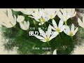 9月30 日 誕生花 ゼフィランサス