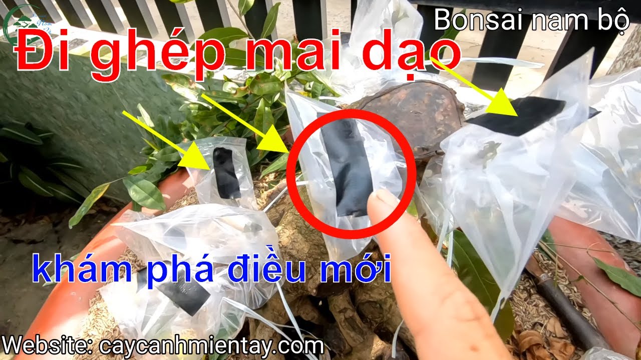 Đi ghép mai cho khách - và chia sẽ vài kinh nghiệm | Bonsai nam bộ