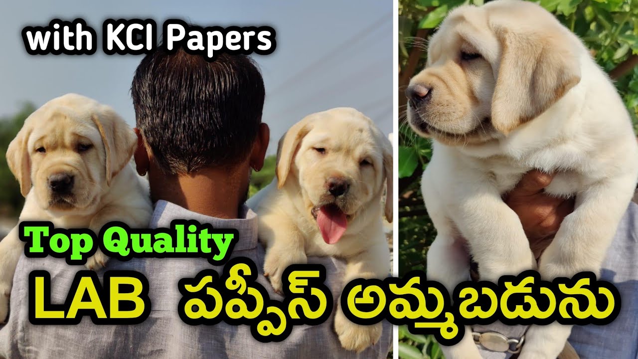 top quality lab puppies for sale in telugu / 6302529656 / dog market