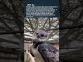 This Bird has GRIZZLY BEAR claws 🦅 #shorts