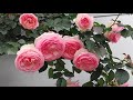 薔薇 /プリンセスマサコ(薔薇の名)様