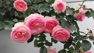 薔薇 /プリンセスマサコ(薔薇の名)様