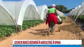 LOCURI DE MUNCA SEZONIERA IN AGRICULTURA IN SPANIA