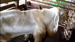 Kambing jamnapari senduro x Kg cross : Asoka x Melor