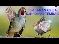 Suara Greja Tarung Vs Kapas Tembak Bersautan Buat Masteran Murai Batu Supaya Punya Tembakan Mp3 - Mp4 Download
