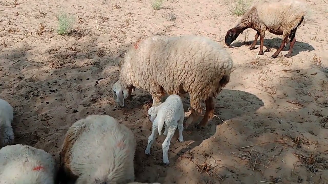 Village Morning with Sheep and Her Baby