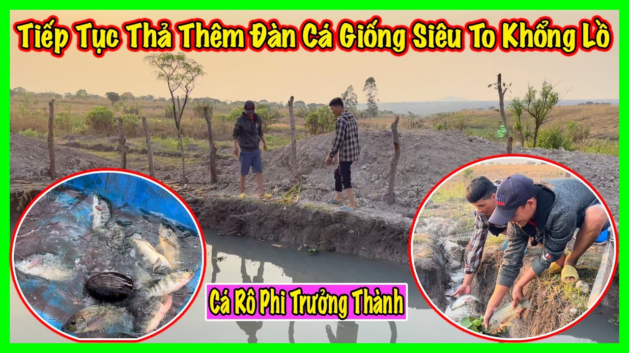 Linh Philip || Đến Thăm Ao Cá Sau Khi Thả Cá Giống Và Cái Kết Hơn Cả Sự Mong Đợi ??? - YouTube