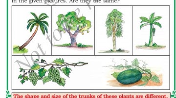 Plants of backyard class 2 EVS full lesson explanation and textbook activities / Karnataka syllabus