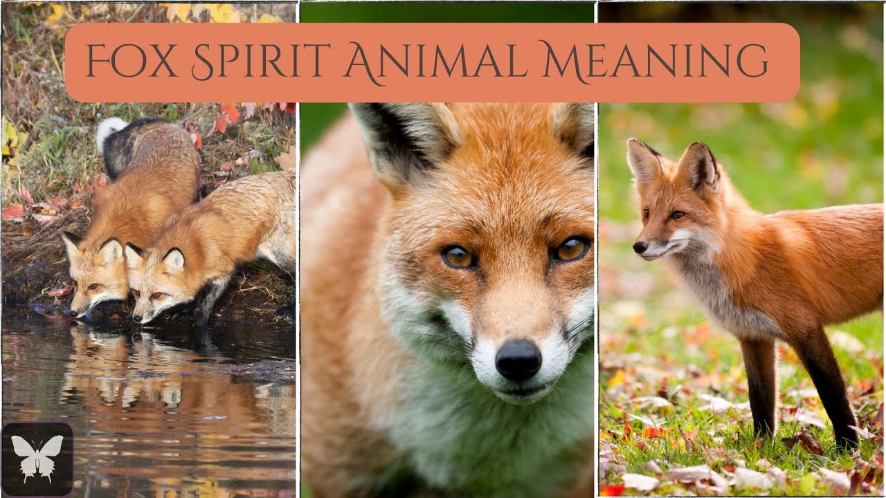 Fox Spirit Animal: Outsmarting Life’s Challenges