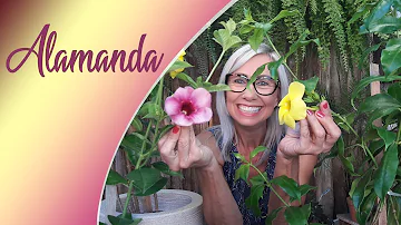 Pode cultivar alamanda em vaso?