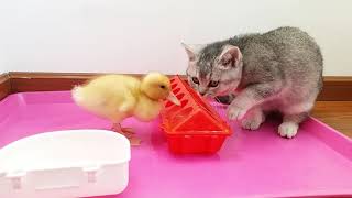 The cute cat wants to share the delicious food of the duckling, but she can't do it #cat #kitten