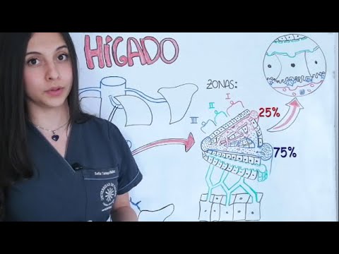 HISTOLOGÍA DEL HÍGADO