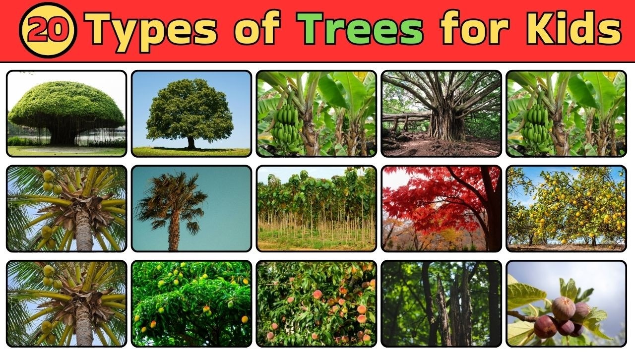 20 Types of Trees for Kids 🌳 | Learn Tree Names & Facts | Kids ...