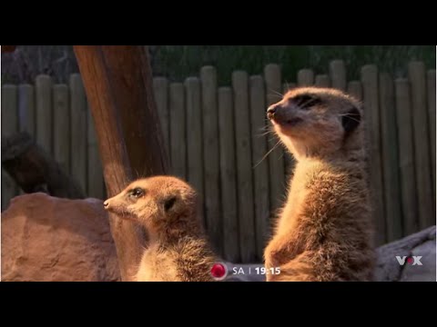 Die Niedlichsten Tierbabys Des Jahres Erste Bilder Aus Den Neuen Folgen Youtube